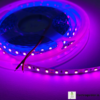 Pink 120 LEDs per meter LED strip trader supplying LED tape lights in Odisha, Bihar, Jharkhand and Chhattisgarh